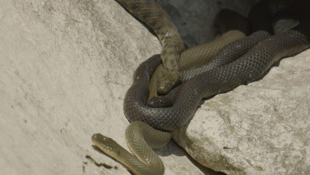 Not only do these snakes fake their own death, they use gory special effects to do it |  CNN